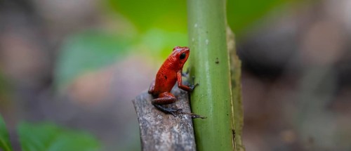 Strawberry poison-dart frog (Oophaga pumilio), Tortuguero National Park, Costa Rica, Central