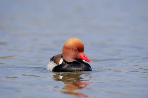 Red-crested pochard (Netta rufina), male, Camargue, Provence, southern France