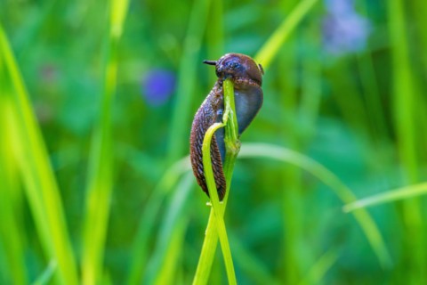 Round back slug (Arionidae) eating on a plant stem on a grass meadow