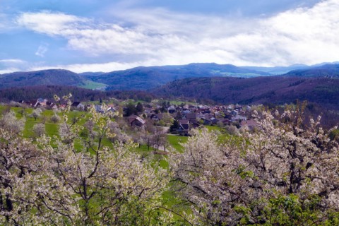 View of the village of Nuglar with flowering cherry trees (Prunus avium), Canton Solothurn,