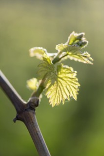 Young leaves of a grapevine in spring, viticulture, budding, shoots, vines, Baden-Württemberg,