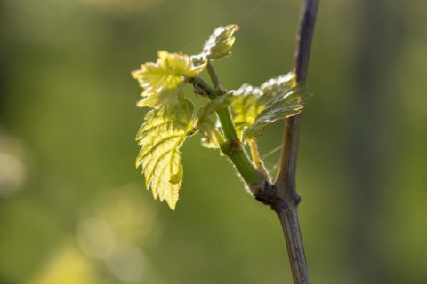 Young leaves of a grapevine in spring, viticulture, budding, shoots, vines, Baden-Württemberg,