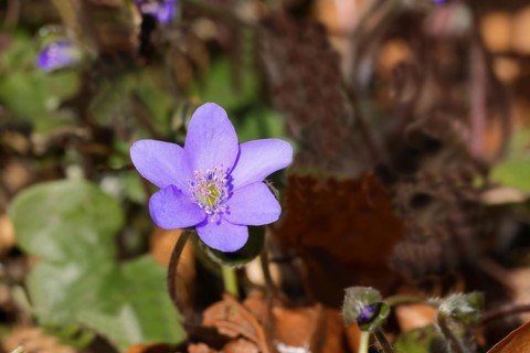 Liverwort (Hepatica nobilis), blue flowers, North Rhine-Westphalia, Germany, Europe
