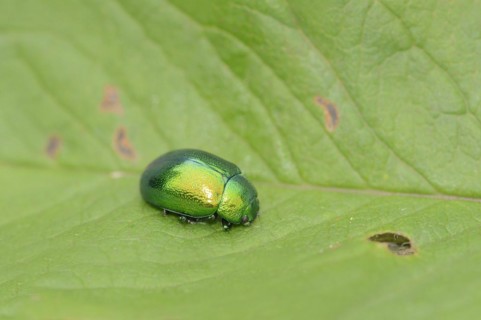 Mint leaf beetle (Chrysolina herbacea), leaf beetle, North Rhine-Westphalia, Germany, Europe