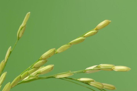 Rice (Oryza sativa), ear of rice, ear of grain