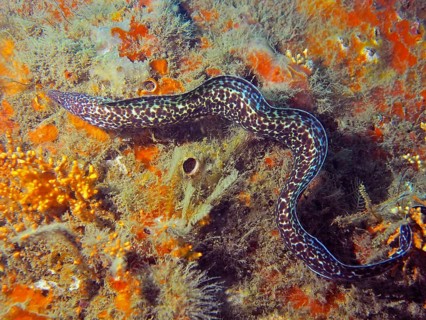 A Spotted moray (Gymnothorax moringa) meanders through the colourful, coral-covered seabed. Dive