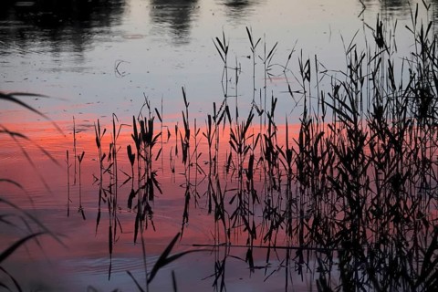 Upper Lusatian heath and pond landscape, reeds, June, Saxony, Germany, Europe