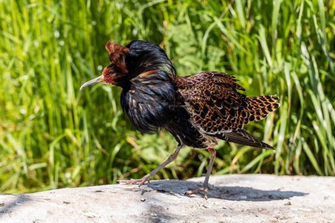 A bird with brown and black feathers is walking on a stone in the meadow, ruff (Calidris pugnax,