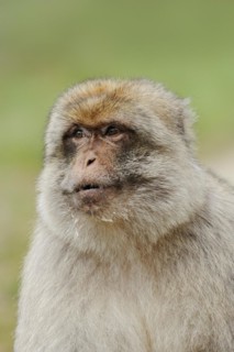 Barbary macaque (Macaca sylvanus), male, portrait, captive, occurring in Morocco, Algeria and