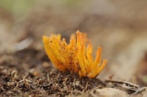 Yellow stagshorn (Calocera viscosa), North Rhine-Westphalia, Germany, Europe