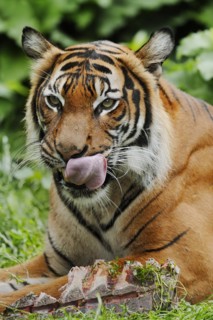 Sumatran tiger (Panthera tigris sumatrae), feeding, captive, occurring on Sumatra, Indonesia, Asia