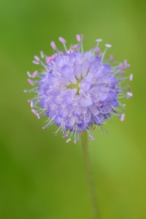 Common devil's-bit scabious (Succisa pratensis, Scabiosa succisa), flower, Bavaria, Germany, Europe