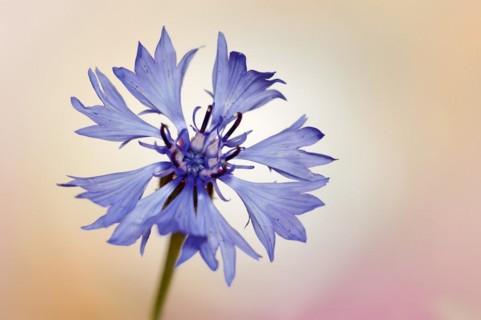 Cornflower (Centaurea cyanus), flower, North Rhine-Westphalia, Germany, Europe