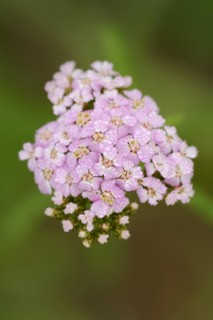 Pink-flowered yarrow or pale red yarrow (Achillea roseoalba), North Rhine-Westphalia, Germany,