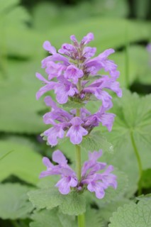 Grandiflora or Betonica grandiflora (Stachys grandiflora, Betonica grandiflora), flowering,