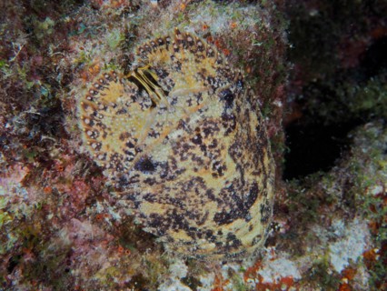 American bear crab (Scyllarus americanus), dive site John Pennekamp Coral Reef State Park, Key