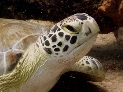 The head of a sea turtle, hawksbill turtle (Eretmochelys imbricata imbricata), close up in front of