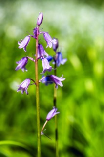 Native violet-blue bluebells in forest