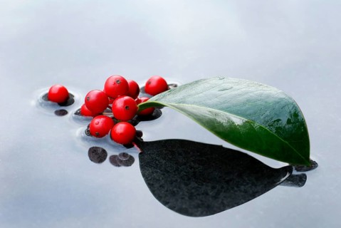 Holly, berries and leaf of holly in water