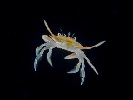A small crab, Sargassum swimming crab (Portunus sayi), swims at night in the black water of the