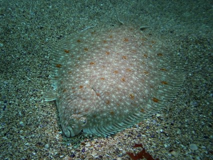 A flounder (Platichtys flesus) lies well camouflaged on the sandy seabed. Dive site Maharees