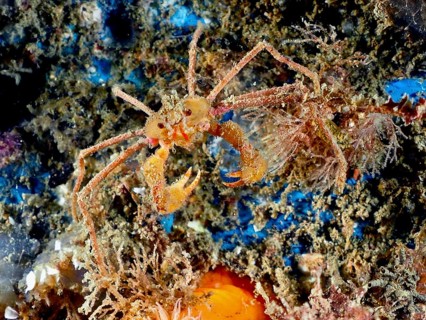 A scorpion spider crab (Inachus), spider crab, with long legs and claws on a bed of algae. Dive