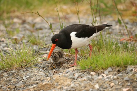 Oystercatcher (Haematopus ostralegus) few days old chick eats offered snail, Lofoten, Norway,