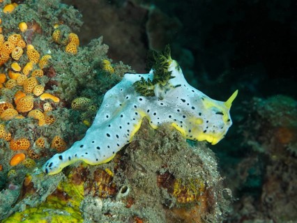 Snail with dotted patterns, grey banana nudibranch (Notodoris serenae), moving over a coral reef in
