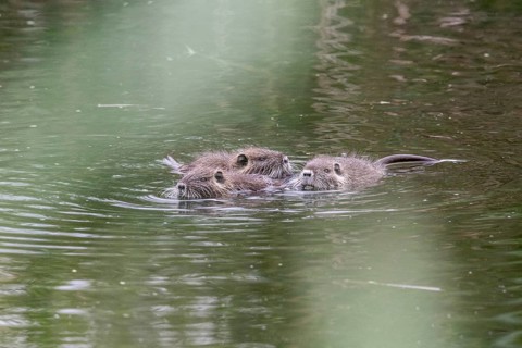 Nutrias (Myocastor coypus), Baden-Württemberg, Germany, Europe