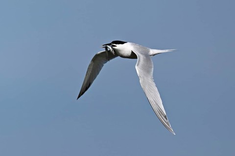 Sandwich tern (Sterna sandvicensis) in flight with fish in its beak, Texel, West Frisian Islands,
