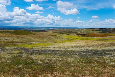 Ein weitläufiges Feld mit einer Mischung aus grünen Gräsern und gelben Blumen unter einem blauen