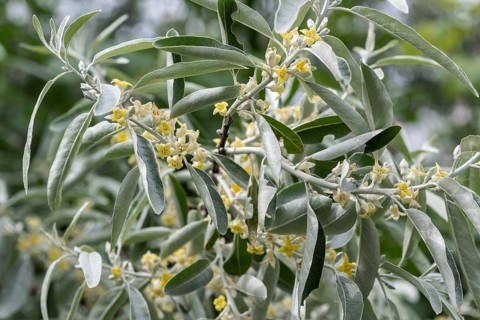 Elaeagnus angustifolia (Eleagnus angustifolius), Mecklenburg-Western Pomerania, Germany, Europe