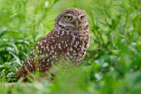 Burrowing owl (Speotyto cunicularia), sitting in a meadow, Pembroke Pines, Florida, USA, North