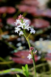 Bitter clover (Menyanthes trifoliata), flowering, blossom, aquatic plant, at a pond, Ellerstadt,