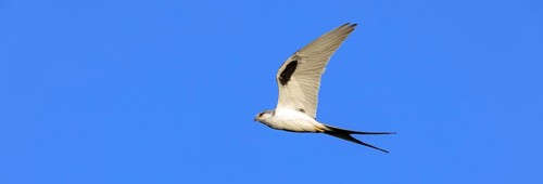 Swallow-tailed Kite, (Chelictinia riocourii), also Scissor-tailed Kite, African Swallow-tailed