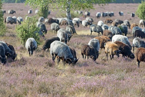 Heidschnucken (Ovis aries), herd in the blooming heathland, Südheide Nature Park, Lüneburg Heath,