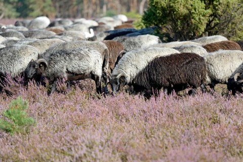 Heidschnucken (Ovis aries), herd in the blooming heathland, Südheide Nature Park, Lüneburg Heath,
