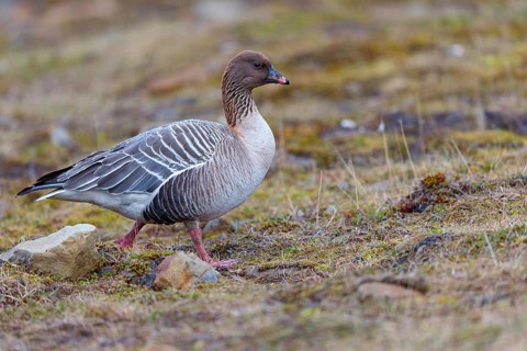 Pink-footed goose (Anser brachyrhynchus), Longyearbyen, Svalbard / Spitsbergen, Norway, Europe