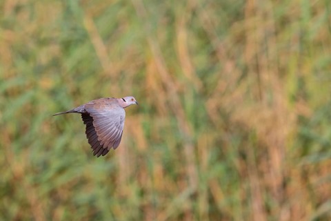 Mourning collared dove (Streptopelia decipiens), Lamin rice fields, Abuko, South Bank, Gambia,