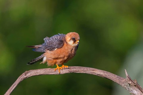 Red-footed Falcon, (Falco vespertinu), perching station, falcon family, Tower Hide, Tiszaalpár,