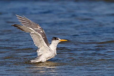 Common Tern, flight photo, (Thalasseus bergii), landing in the water, East Khawr / Khawr Ad