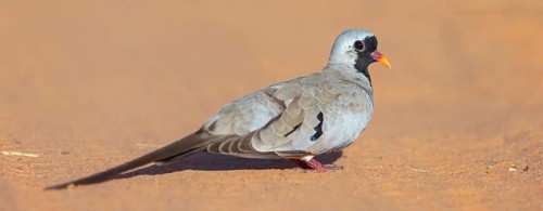 Cape Dove, (Oena capensi), Road N4 to Kaolack, Firgui, Senegal, Africa
