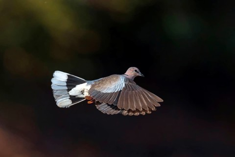 Red-crested Pigeon, (Streptopelia vinacea), Red-winged Turtle Dove, Morgan Kunda lodge / road to