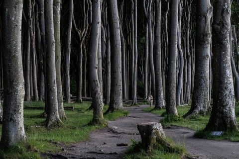Beech forest (Fagus sylvatica), Ghost Forest Nienhagen, Mecklenburg-Western Pomerania, Germany,
