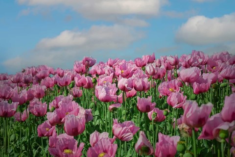 Opium poppy (Papaver somniferum), cultivation of edible poppy, poppy field, Donnersbergkreis,