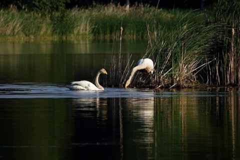 Upper Lusatian Heath and Pond Landscape, Whooper Swans, June, Saxony, Germany, Europe