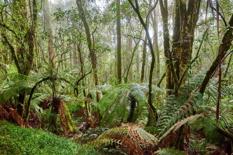 Nature landscape of the forest in the Great Otway National Park in spring, Australia, Oceania