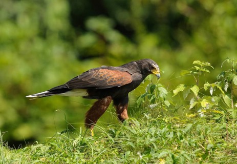 A bird of prey stands on a green meadow, surrounded by plants, desert buzzard (Parabuteo