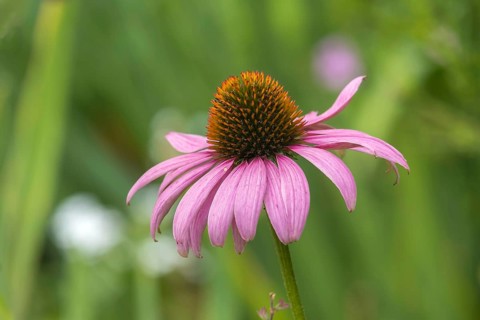 Purple coneflower (Echinacea purpurea), North Rhine-Westphalia, Germany, Europe