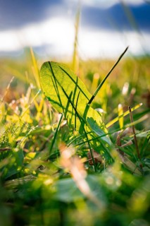 A single green leaf illuminated by the sun in the middle of a carpet of grass, Calmbach, Black
